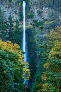 Multnomah Falls plunging down a sheer basalt cliff framed by autumn foliage, Columbia River Gorge, Oregon.