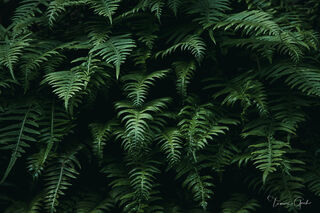 Dense sword ferns in deep forest shadow, Columbia River Gorge, Oregon, in rich dark moody greens.
