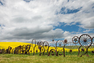 Rustic wheel fence of the Dahmen Barn with brilliant yellow canola fields and dramatic clouds, Palouse, Washington.
