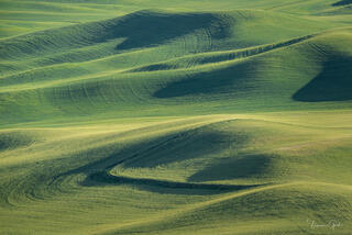 Abstract telephoto view of rolling green spring wheat hills with light and shadow patterns, Palouse, eastern Washington.