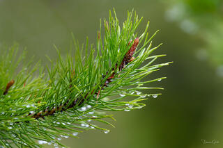 Close-up macro photograph of bright green pine needles with crystal clear water droplets, fine art botanical nature photography print with soft bokeh background