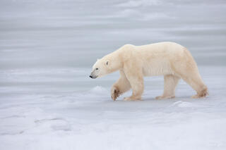 Color fine art photo of a polar bear walking across sea ice in profile, soft gray Arctic water stretching behind, Churchill, Manitoba, Canada.