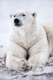 Color fine art close portrait of a polar bear resting in snow, massive paws crossed, gazing upward with calm authority, Churchill, Manitoba.