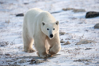 Polar bear walking directly toward camera across snow and tundra scrub, Churchill Manitoba wildlife fine art photography by Tamara Gooch.
