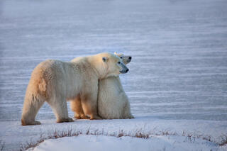Color fine art photo of two polar bears leaning together on a snow and ice shelf at Hudson Bay's edge, warm golden light, Churchill, Manitoba.
