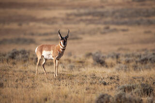 Pronghorn buck standing alone in vast golden sagebrush prairie, Yellowstone wildlife fine art photography by Tamara Gooch.