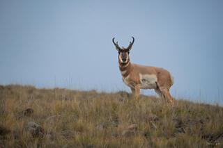 Pronghorn antelope standing on a grass ridgeline against blue-gray sky, Yellowstone National Park, Wyoming.