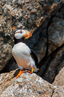 Color fine art photo of a horned puffin standing on a granite rock ledge, vivid orange beak and feet, black and white plumage, Lake Clark National Park, Alaska.