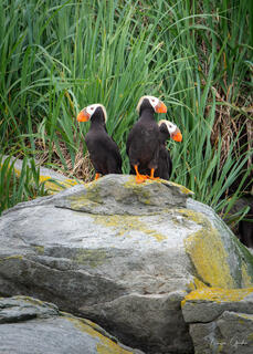 Three tufted puffins perched on lichen-covered boulder before green coastal vegetation, Lake Clark National Park, Alaska.