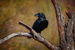 Fine art photography of a black raven perched on a dead tree branch with a soft bokeh background. Luxury wildlife wall art for high-end interior design.