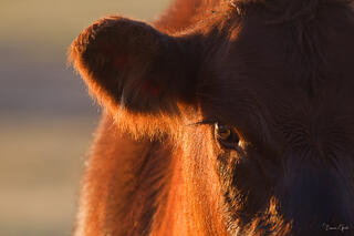 Color fine art extreme close portrait of a Red Angus cow in warm golden sunset light, deep auburn coat and reflective eye filling the frame.