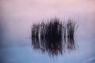 Minimalist fine art photograph of reeds reflecting in still, purple-toned water.