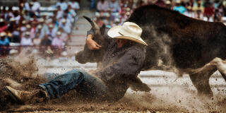 Color fine art photo of a cowboy wrestling a steer to the arena dirt in an explosion of dust, packed grandstand behind, Cheyenne Frontier Days, Wyoming.