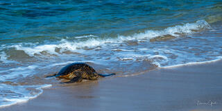 Hawaiian green sea turtle resting on beach with turquoise ocean waves fine art wildlife photography