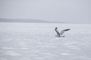 Minimalist fine art photography of a seagull in flight over a calm, high-key ocean. Luxury coastal wall art for high-end interior design.