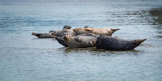 Group of harbor seals resting on partially submerged rock in calm blue water, San Juan Islands, Washington.