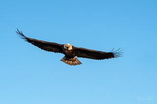 A majestic bald eagle soaring toward the camera with wings fully spread against a clear blue sky, displaying powerful feathers and an intense gaze.