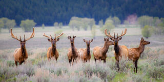 Color fine art panoramic photo of a bachelor herd of bull elk in velvet standing alert in sagebrush, forested valley behind, Grand Teton National Park.