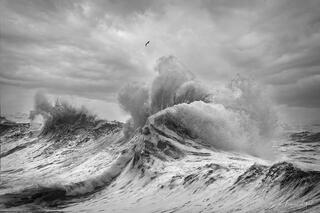 Massive storm wave exploding upward in black and white, single bird soaring above the chaos, stormy Washington coast sky, fine art photography by Tamara Gooch.