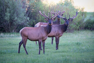 Color fine art photo of three bull elk in summer velvet standing alert in green meadow at dusk, willows behind, Grand Teton National Park.