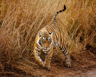  Wildlife Photos | Wild Animal Photography  Prints
