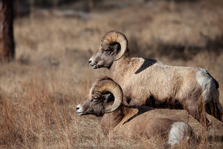 Color fine art photo of two bighorn rams resting in dry autumn grass, massive curved horns in profile, Custer State Park, South Dakota.