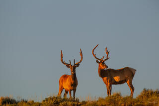 Color fine art photo of two bull elk in velvet on a ridgeline at golden hour, deep amber light, pale blue sky behind, Cody, Wyoming.