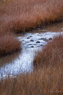 Winding stream with smooth rocks flowing through autumn marsh grasses in rust and golden tones, tranquil nature landscape photography