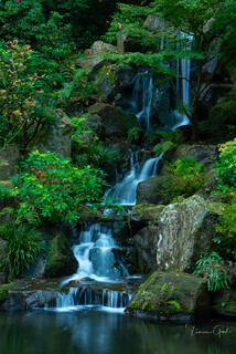 Silky cascading waterfall over moss-covered rocks through lush green ferns and rhododendrons, Portland Japanese Garden, Oregon.