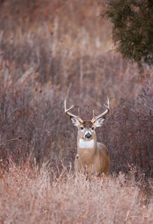 Color fine art portrait of a white-tailed buck standing alert in dry winter brush, facing camera directly, National Bison Range, Montana.