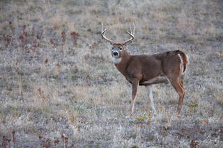 Mature whitetail buck with heavy multi-point rack standing in frost-covered autumn meadow, mouth open, wildlife fine art photography by Tamara Gooch.
