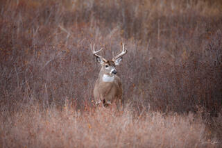 Color fine art photo of a white-tailed buck standing in dense autumn brush, facing camera, surrounded by warm amber grasses, National Bison Range, Montana.