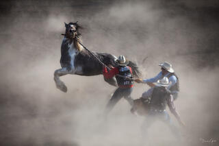 Color fine art photo of a rearing paint horse surrounded by dust as two cowboys struggle to control it during a wild horse race, Montana rodeo.