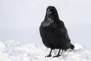 Close-up portrait of black raven standing in snow with detailed feather texture against soft winter background, fine art wildlife photography print
