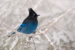 Fine art photography of a vibrant blue Steller's Jay perched on a snowy branch. Luxury mountain wall art for high-end interior design.