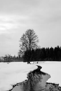 Large-format black & white fine art photograph of a single bare tree next to a winding creek in a snowy field, with a dark forest line in the distance.