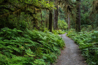 Winding trail through moss-draped old-growth forest and sword ferns, Hoh Rain Forest, Olympic National Park, Washington.