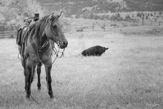 Black and white photograph of working cow horse with saddle and tack standing in mountain pasture with resting steer in background ranch photography