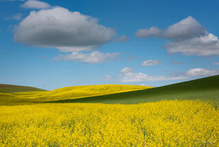 Brilliant yellow canola fields roll across Palouse hills against deep green wheat and blue sky with clouds, eastern Washington.
