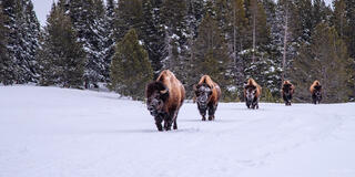 Bison herd walking directly toward camera through deep snow with frost-covered faces, Yellowstone National Park winter.