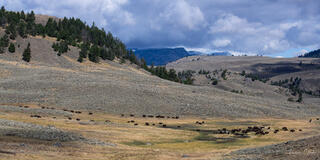 Large bison herd in Lamar Valley's rolling hills and golden meadows, dramatic storm clouds, Yellowstone landscape fine art photography by Tamara Gooch.