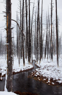 Color fine art photo of Yellowstone's Bobby Socks forest of standing dead lodgepole pines in winter snow, thermal stream winding through, pale misty sky.