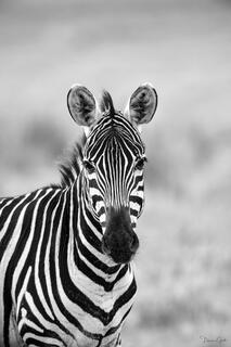 Black and white close-up portrait of a zebra looking directly at camera, Tanzania, Africa.