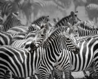 Black and white fine art photography of a zebra herd in Tanzania. High-end monochromatic nature wall art for luxury hospitality lobbies and modern residences.