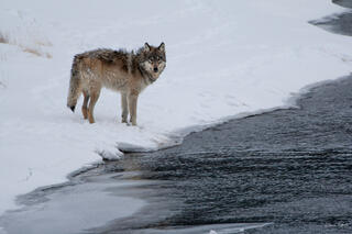 Grey wolf standing on snowy riverbank beside flowing water in winter, Yellowstone National Park wildlife photography, wolf looking at camera