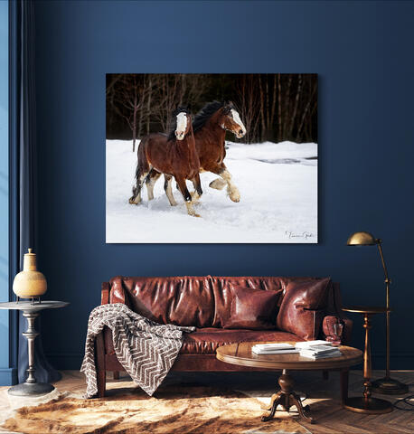 Clydesdales in the snow