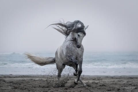 A photo of a grey Andalusian horse running on the beach.