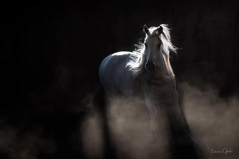 A limited edition luxury fine art print in black and white of a Andalusian horse photographed in low light surrounded by dust.