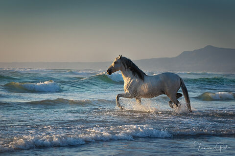 Andalusian Stallion in the Surf 