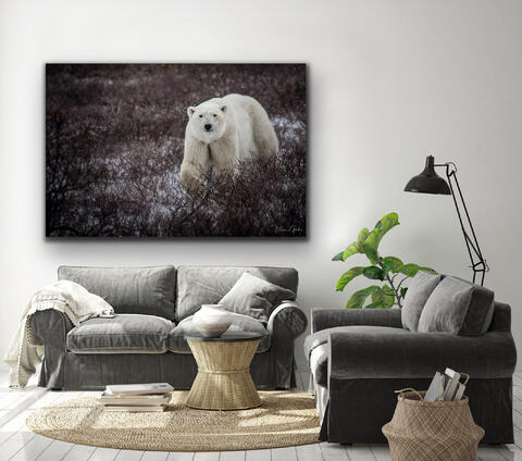 polar bear, wildlife, autumn, fall, alaska, Churchill, snow, metal, aluminum, canvas, print, wall, art, home, decor, couch, living...